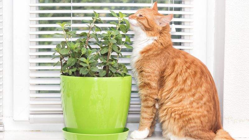 猫薄荷 人可以吃吗 中国科普博览 知道日报 百度知道