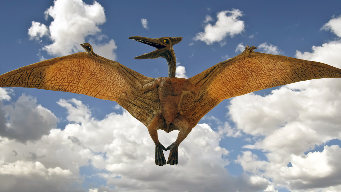 亿年"翼龙伊甸园"胚胎化石首现,原来翼龙是卵生?